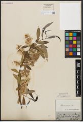Foto von Salix acmophylla Boiss.